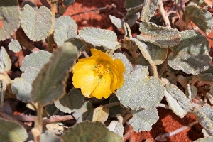 Australian Plants Malvaceae Australian Plants Malvaceae